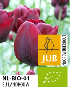 BIO Tulip Ronaldo